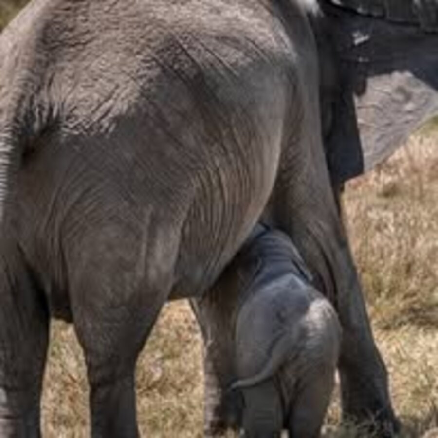 Elephant calf nursing