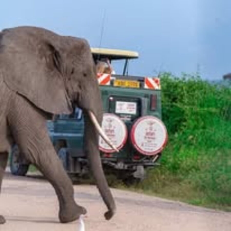 Elephant crossing the road