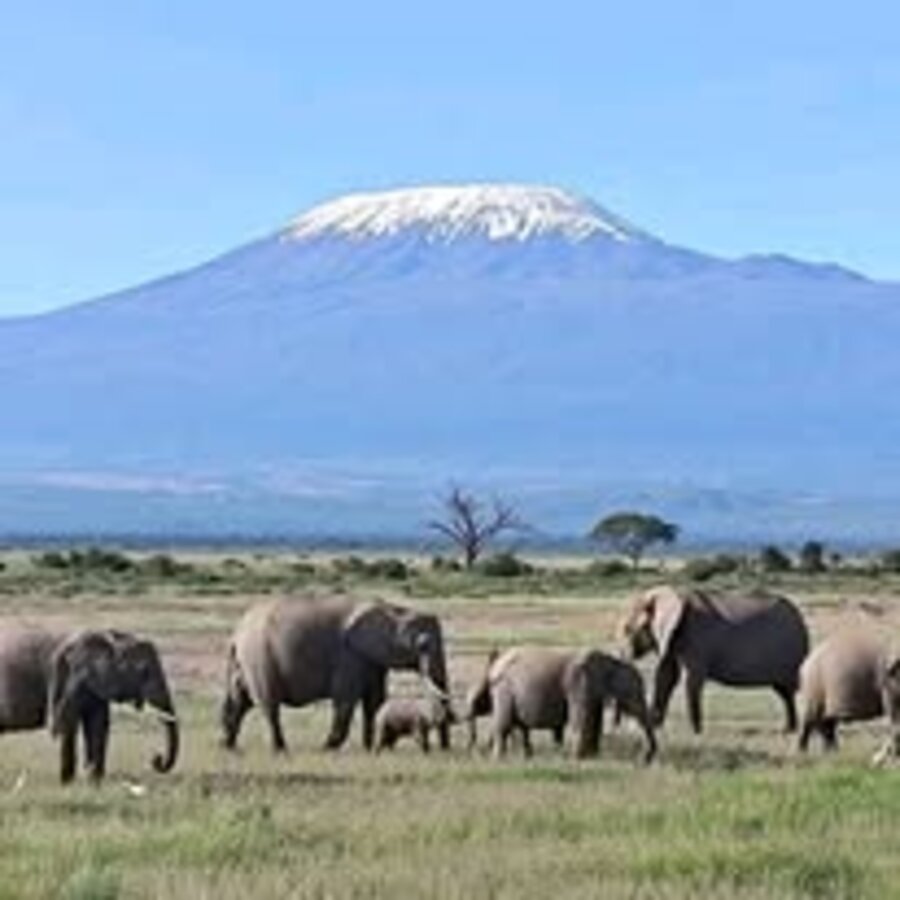 Amboseli & Kilimanjaro