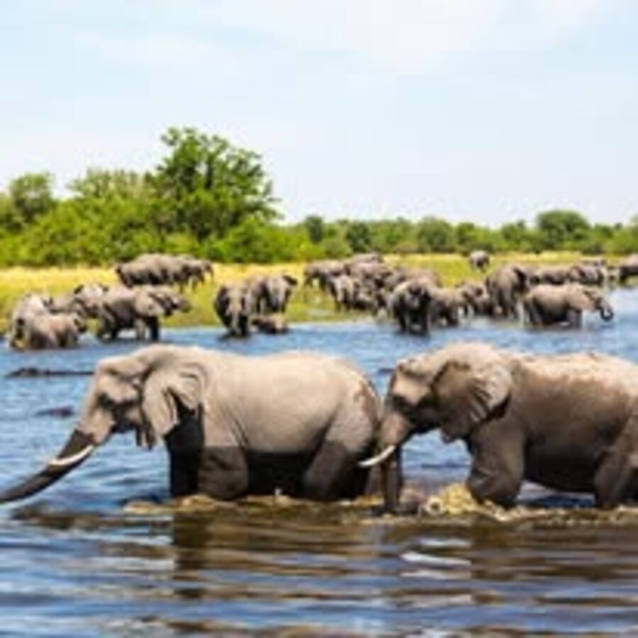 Elephants at the watering hole