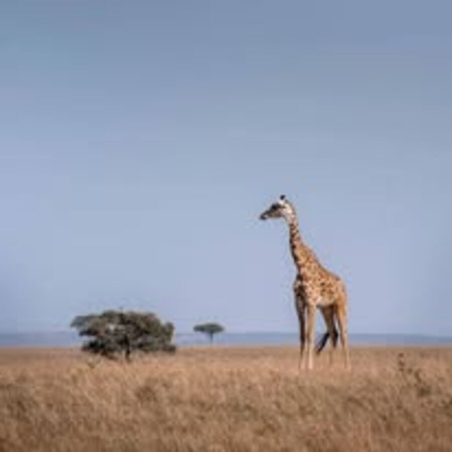 Giraffe on the savanna