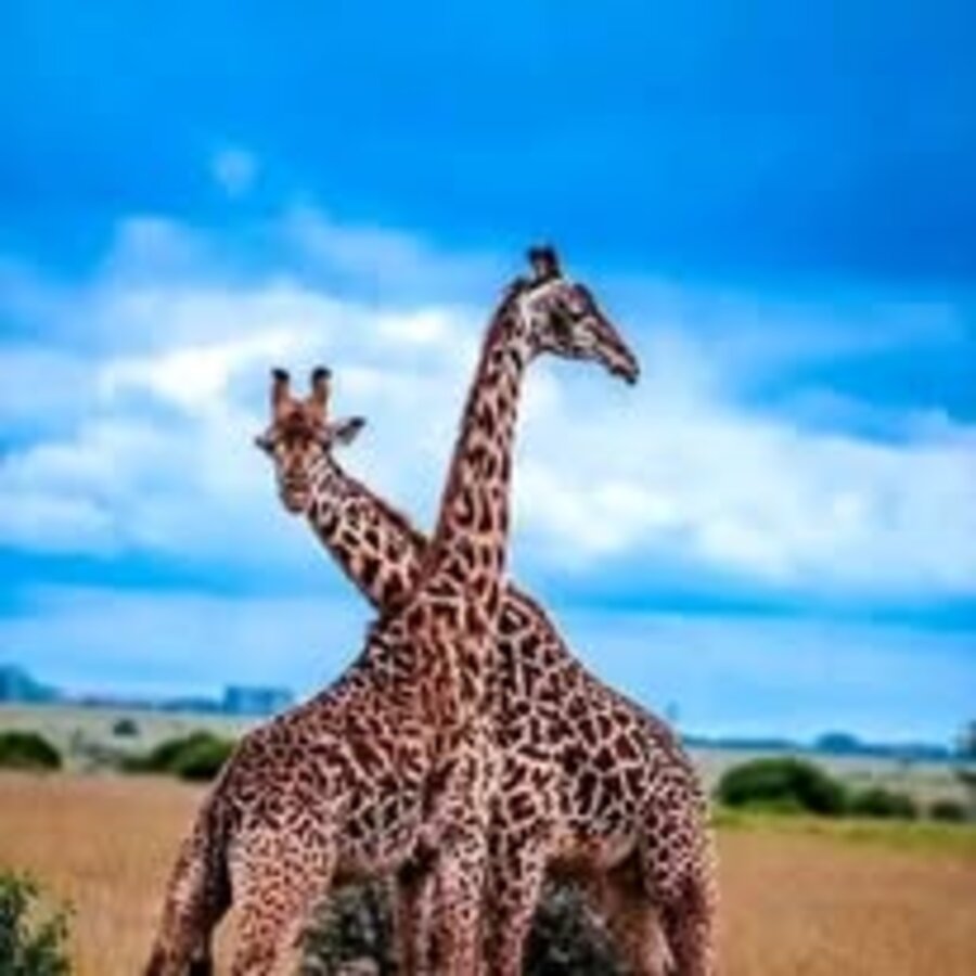 Giraffes necking