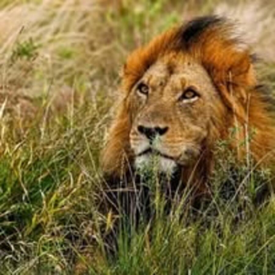 Lion close-up in the grass