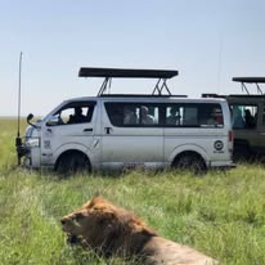 Lion near the safari vans