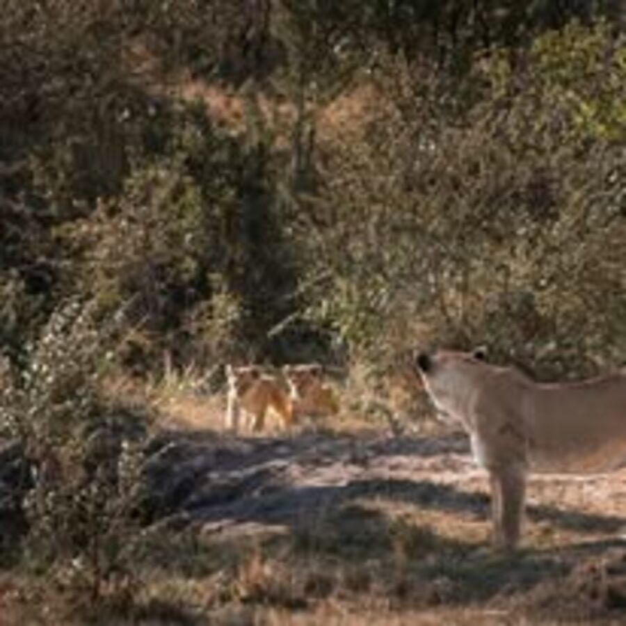 Maasai Mara Classic