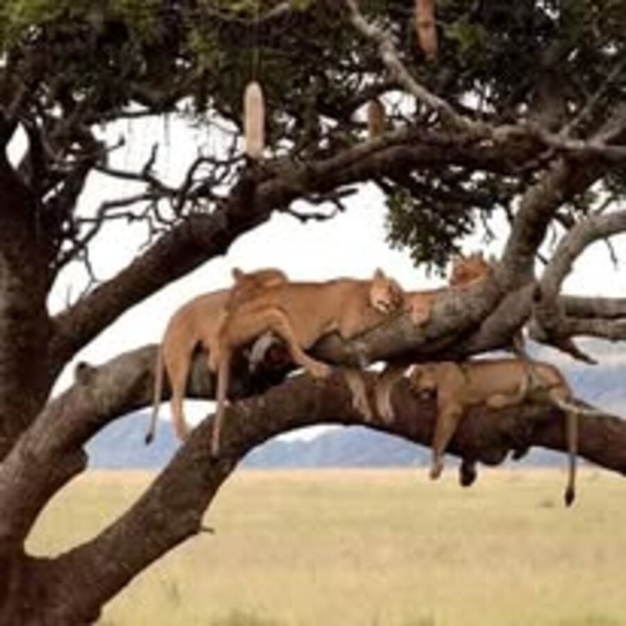 Lions resting in a tree