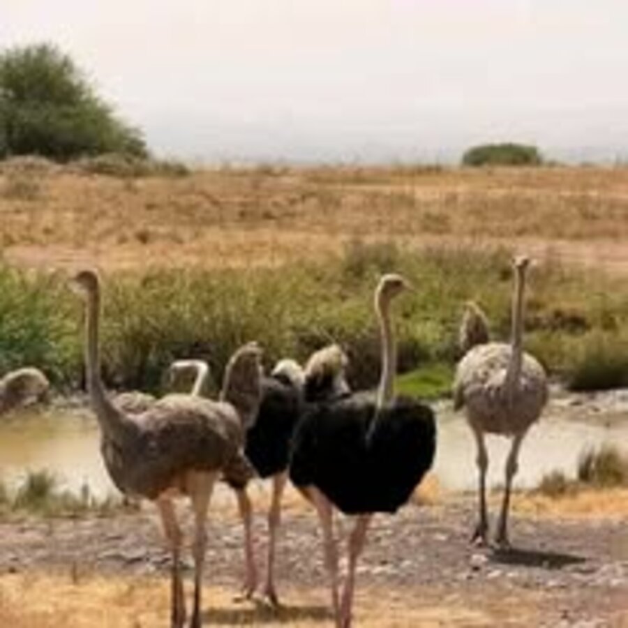 Great Rift Lakes Loop