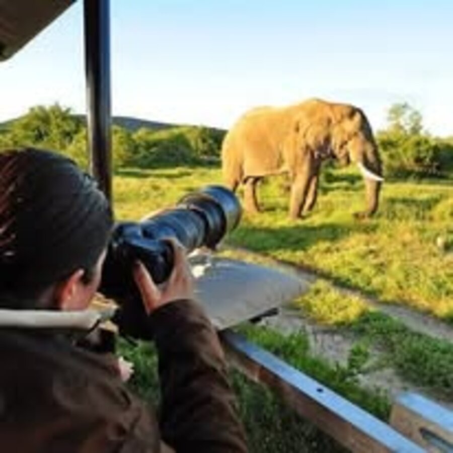Photographer shooting elephants