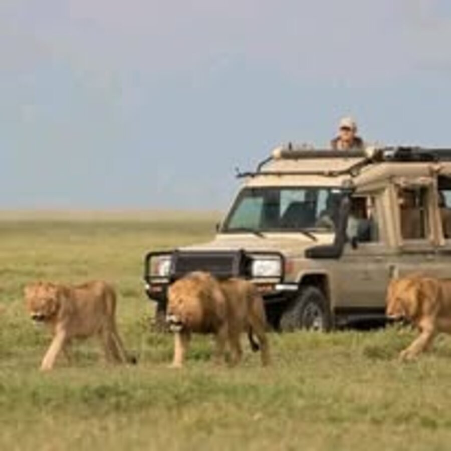 Lions beside the safari vehicle