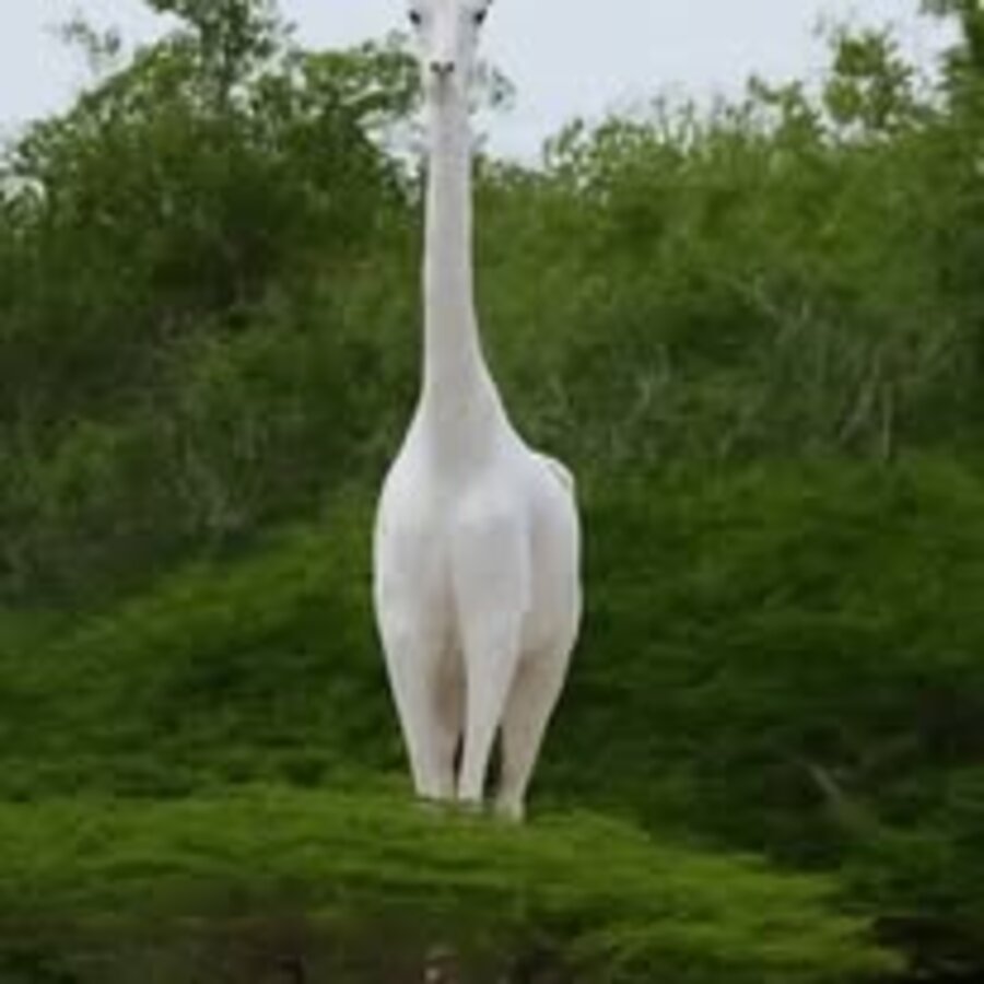 Rare white giraffe sighting