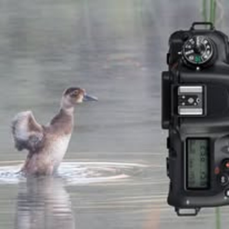 Wildlife photography in progress